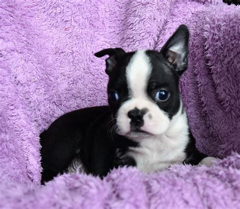 boston terriers for sale in southern california|boston terrier breeders san diego.